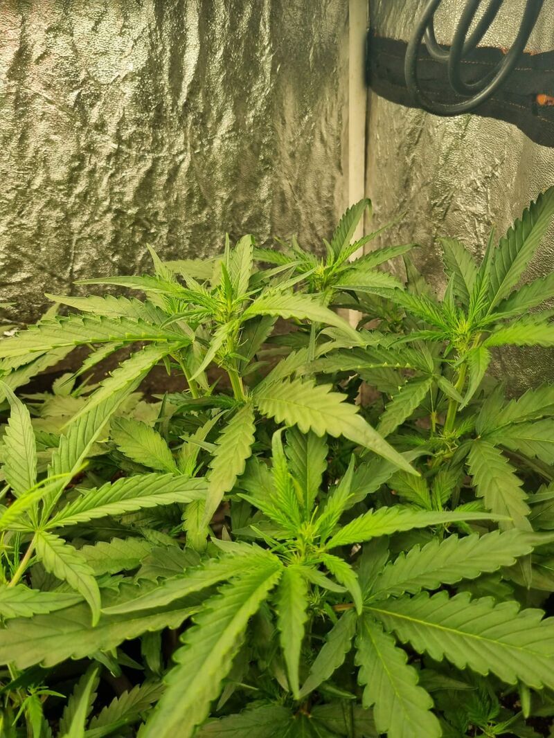 Condor Auto, Фасовка: 3+3, изображение 2